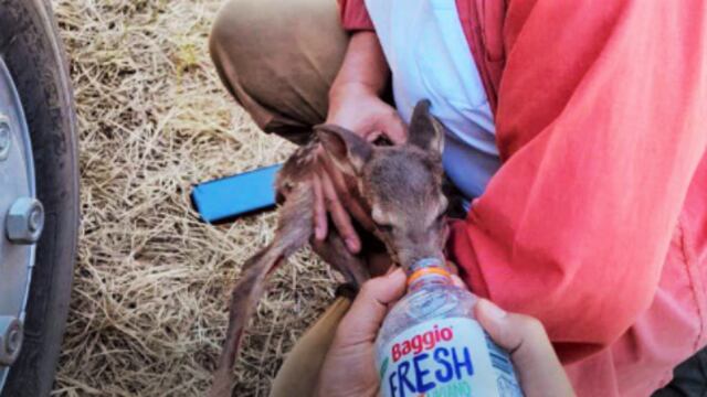 A pesar de perder toda su producción, se dedica a enseñar y salvar animales.
