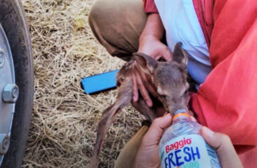 Es docente y productora agrícola, por los incendios en Corrientes perdió su producción y comenzó a rescatar animales