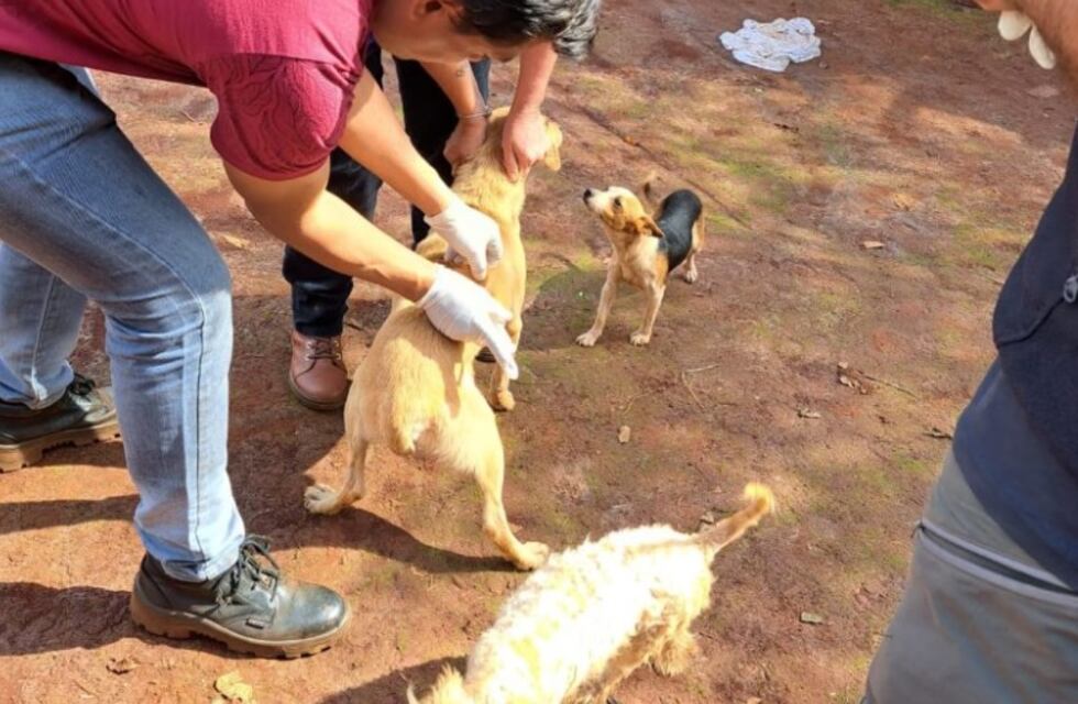 Puerto Iguazú: continúan realizando jornadas de vacunación y desparasitación