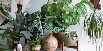 Cuáles son las plantas que podés tener en el dormitorio y qué beneficios traen al ambiente