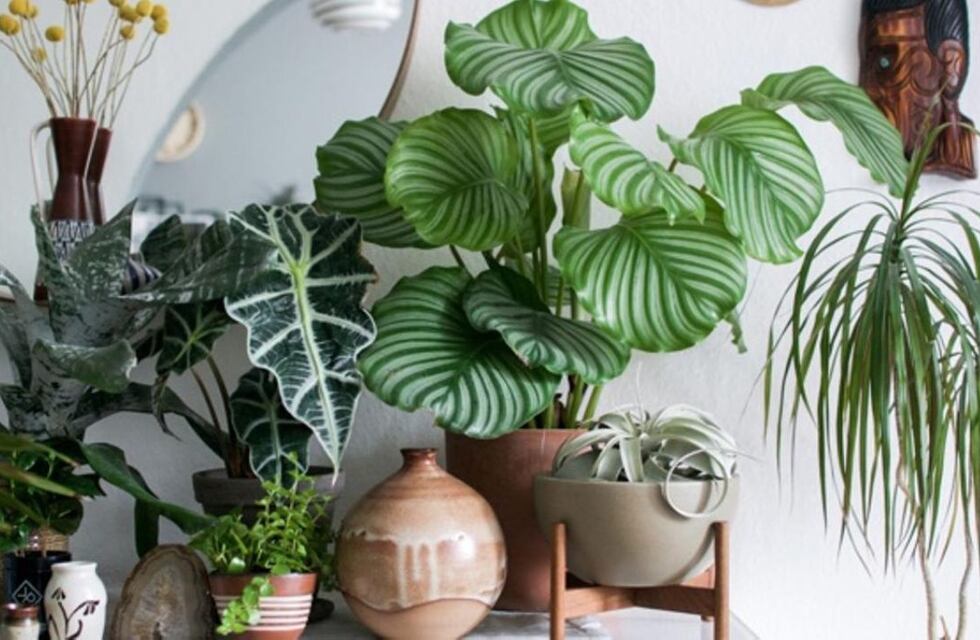 Cuáles son las plantas que podés tener en el dormitorio y qué beneficios traen al ambiente
