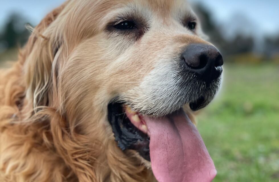 Amplían la capacidad del Hospital Veterinario
