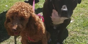 Maltrato animal en Rosario