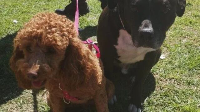 Maltrato animal en Rosario