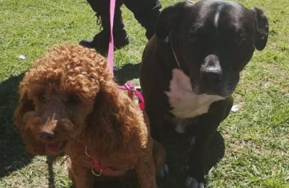 Dejaron a sus perros encerrados en el auto bajo el sol y se fueron al supermercado: quedaron detenidos