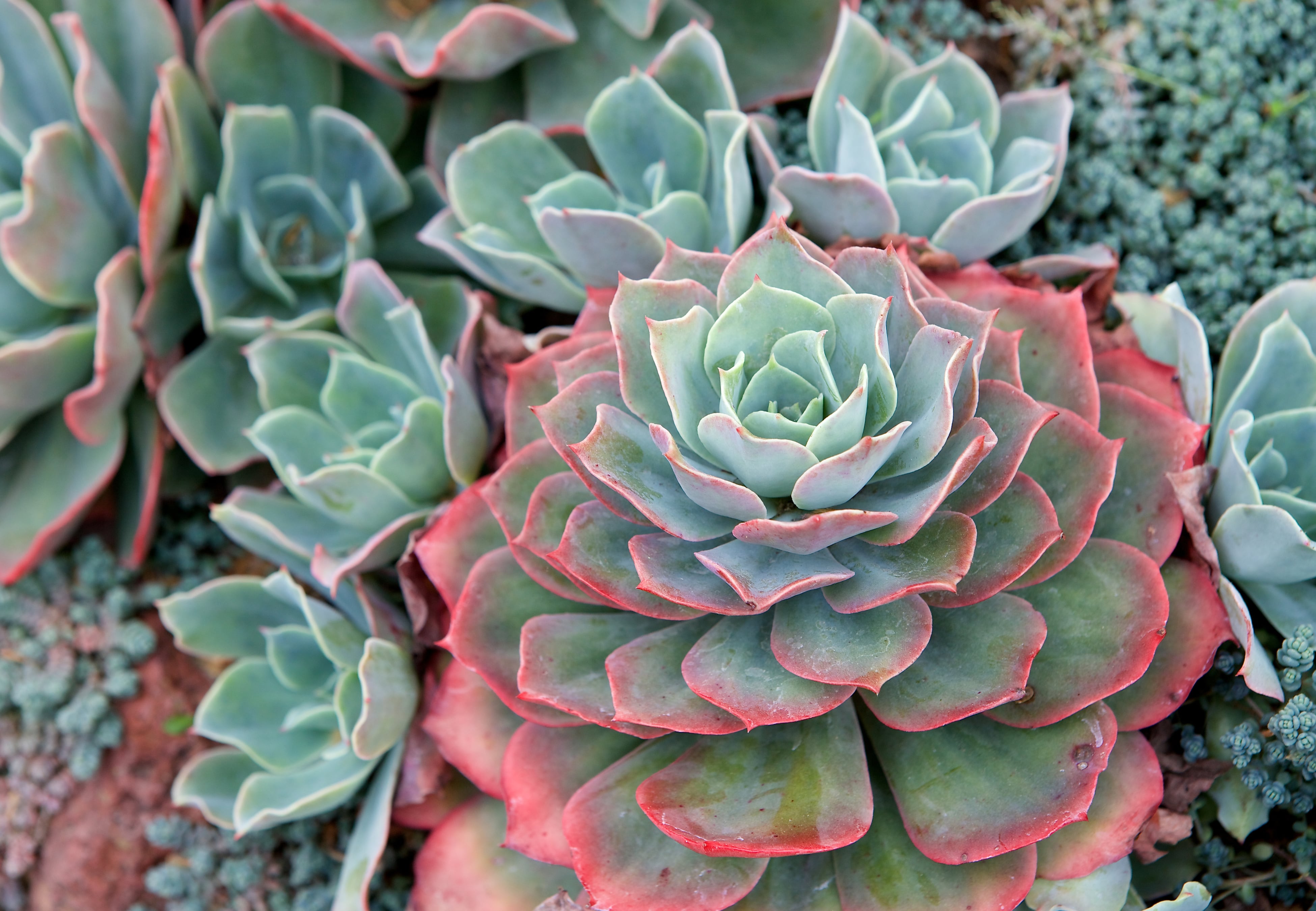 Suculenta echeveria.