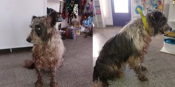 Su dueño lo atacó con un machete, pero este perro logró la ayuda de todo un pueblo de Neuquén.