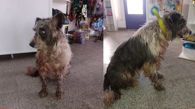 Su dueño lo atacó con un machete, pero este perro logró la ayuda de todo un pueblo de Neuquén.