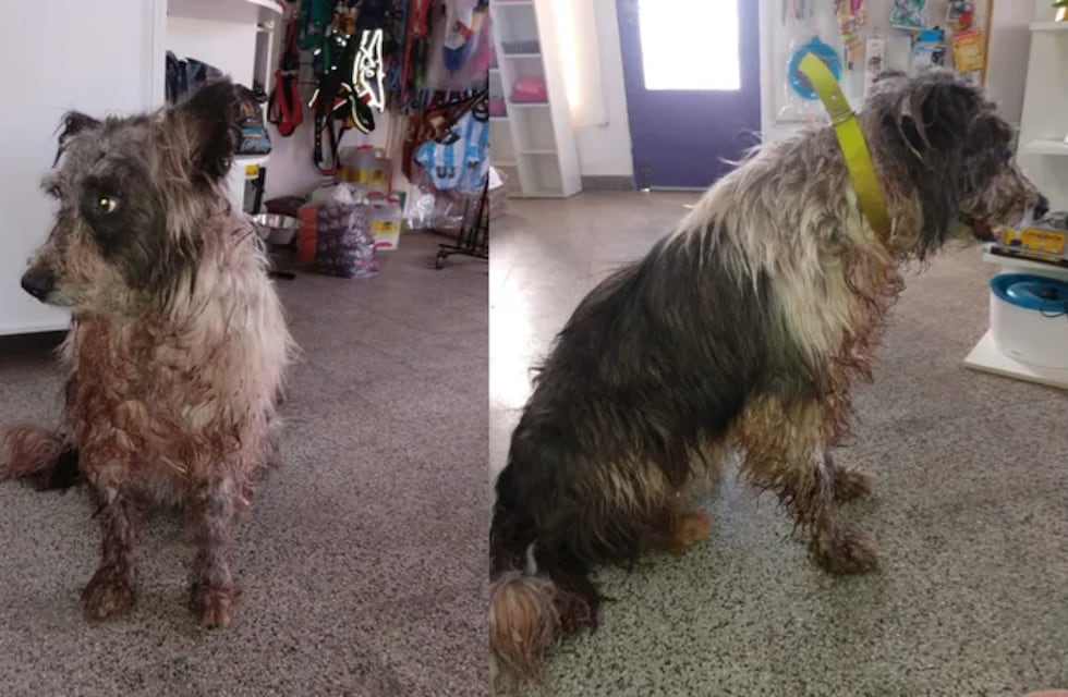 Maltrato animal: atacó a su perro con un machete y vecinos se unieron para rescatarlo