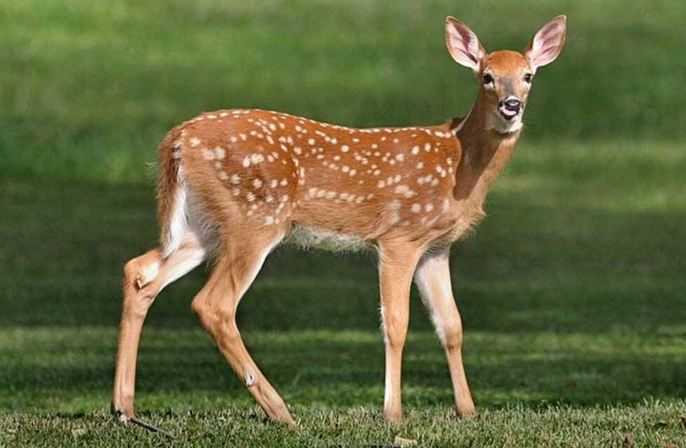 Las consecuencias de los incendios: hallaron a un ciervo en Corrientes sin la piel de sus pezuñas