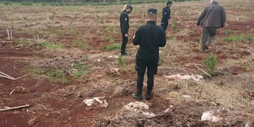 Sustrajeron plantines de yerba de una chacra en Santo Pipó. Policía de Misiones