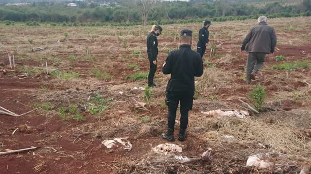 Sustrajeron plantines de yerba de una chacra en Santo Pipó. Policía de Misiones