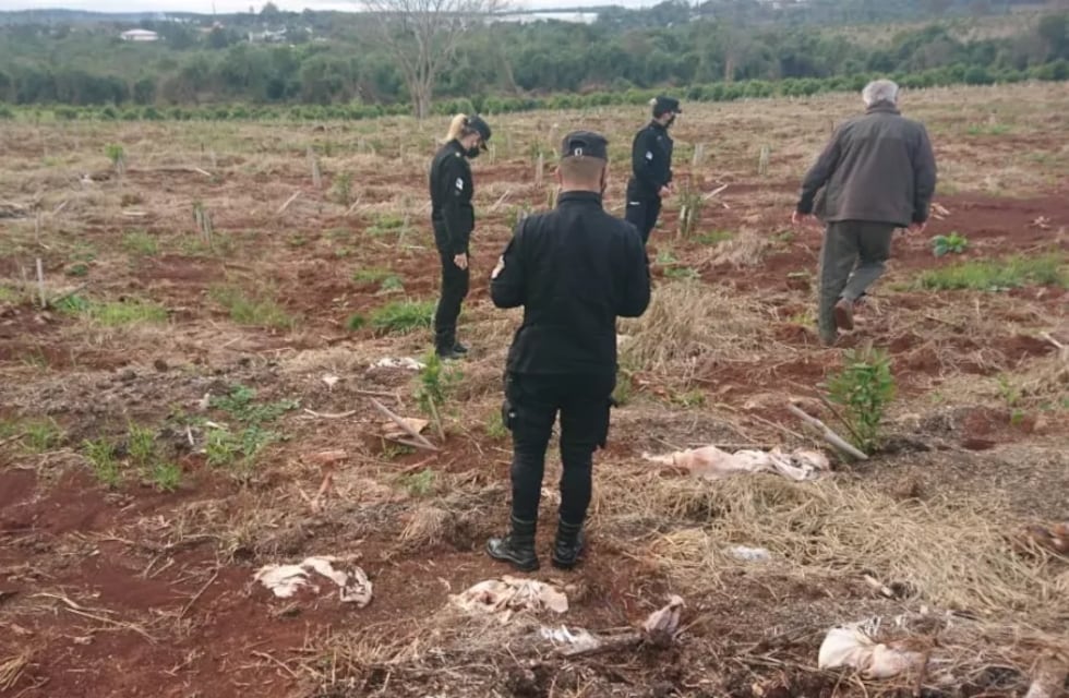 Sustrajeron plantines de yerba de una chacra en Santo Pipó