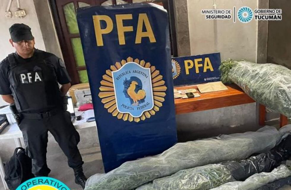 Río Chico: a través del Operativo Lapacho, desmantelaron un “invernadero de cannabis”