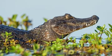 Apareció un Yacaré en una pileta de Santa Elena.