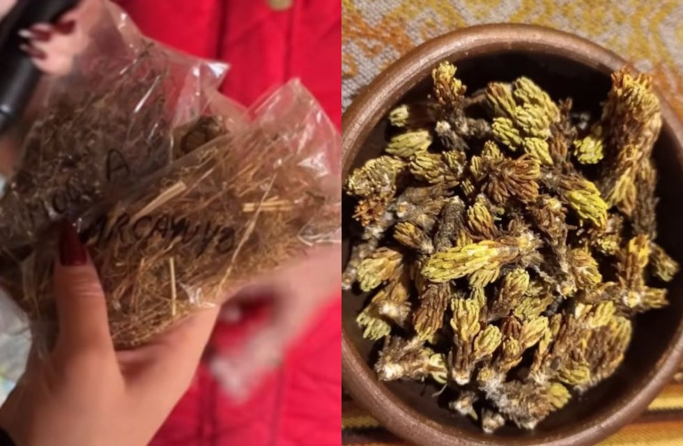 Tres “yuyos mágicos” que se pueden conseguir en Cafayate: ¿conocías el “Viagra natural”?