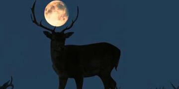 La Superluna de Ciervo, el evento astronómico más importante de julio, donde la luna se verá más grande y luminosa en todo el año. Foto: Getty Images.