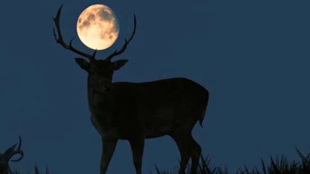 La Superluna de Ciervo, el evento astronómico más importante de julio, donde la luna se verá más grande y luminosa en todo el año. Foto: Getty Images.