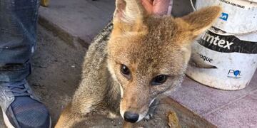 Los zorros se acercan al chico como si estuvieran adiestrados.