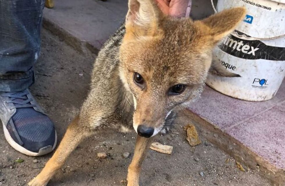 Video: un niño cordobés logró “domesticar” a unos zorros y ahora acuden a su llamado