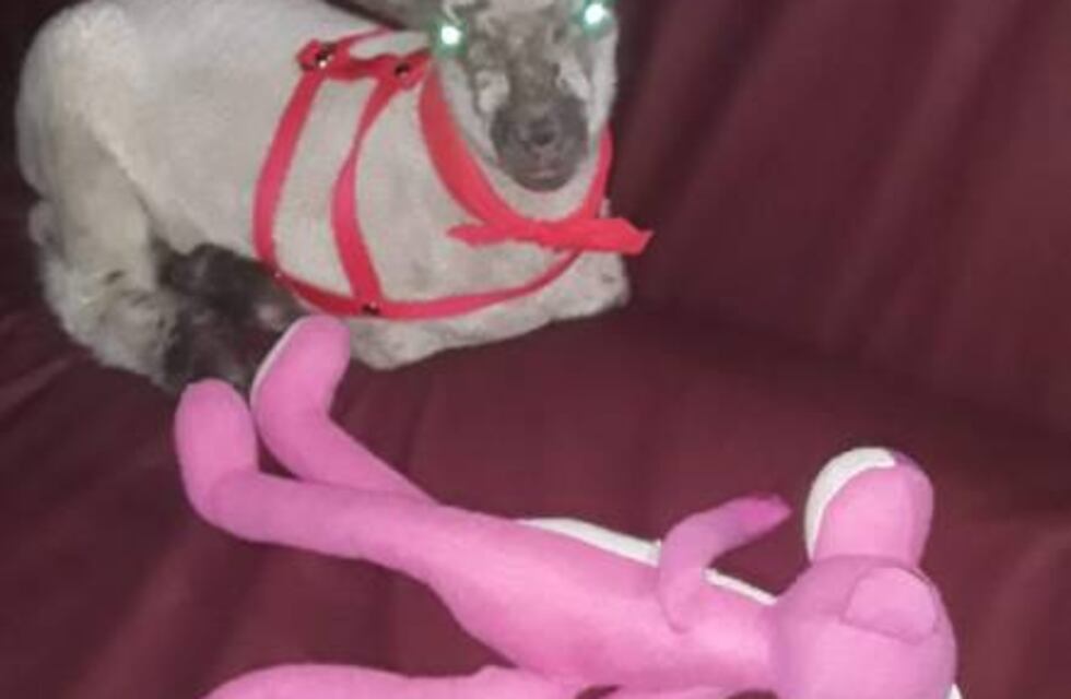 La historia de la oveja doméstica y viral de Corrientes