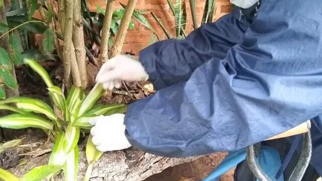 Finaliza el operativo LIRAa en Posadas.