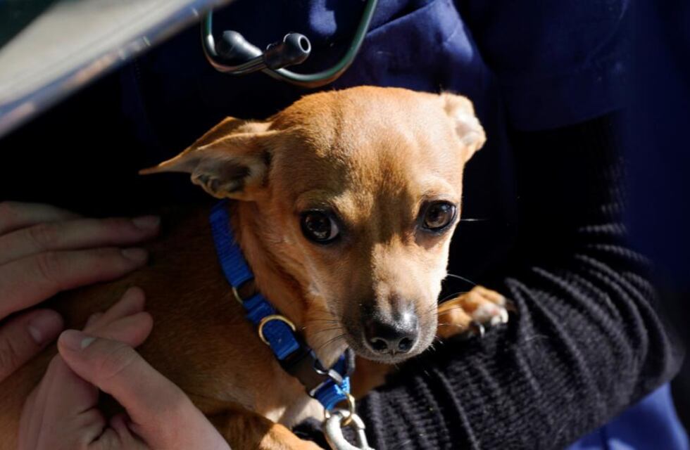 Vacunación Antirrábica: 50 animales vacunados en la primera etapa