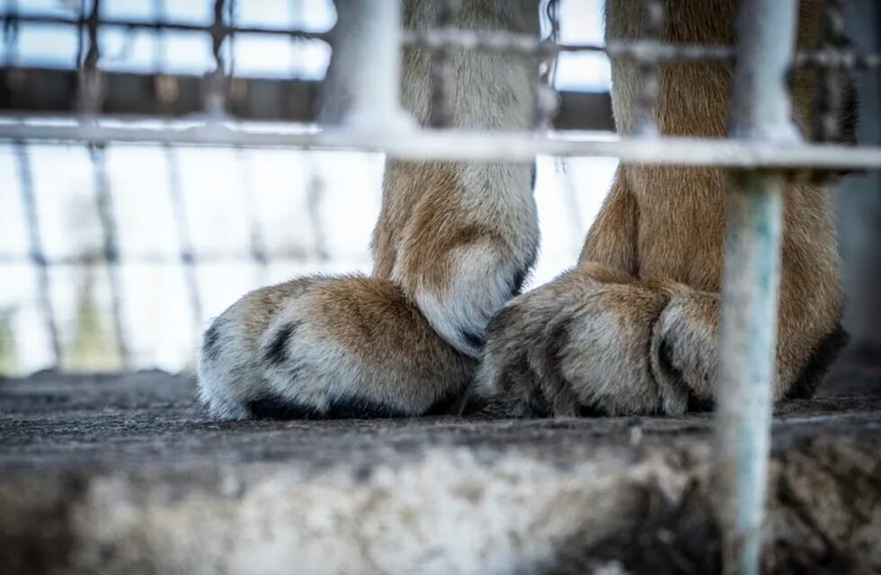 Los tigres de San Luis ya viajan hacia Ámsterdam