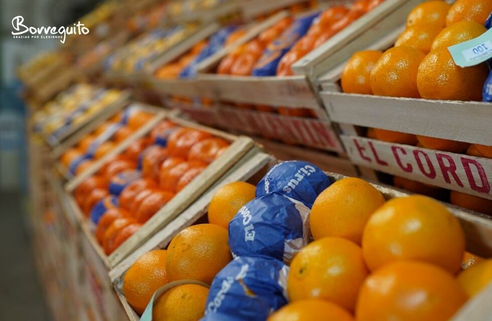 El sector del citrus preocupado por caída de exportaciones ante la guerra Rusia - Ucrania