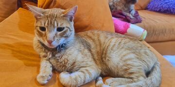 Gandalf, el gato que se fue de Neuquén y llegó a Comodoro Rivadavia.