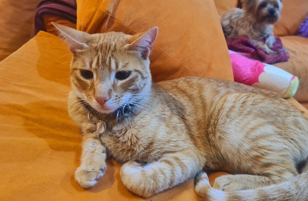 Gandalf, el gato que se perdió en Neuquén y apareció en Chubut