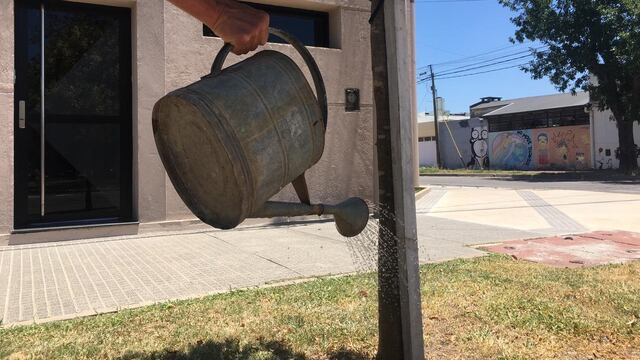 Cuidado ciudadano del arbolado público