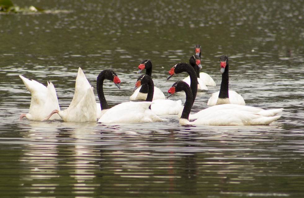 Videos que capturan la belleza a los cisnes de cuello negro en Alta Montaña