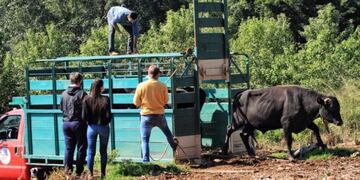 Los toros con genética mejorada potencian la prodiucción.