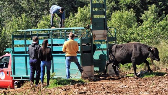 Los toros con genética mejorada potencian la prodiucción.