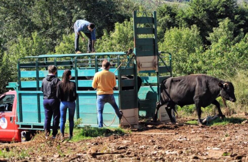 Entregaron toros de alta calidad genética en el Soberbio y Las Mercedes