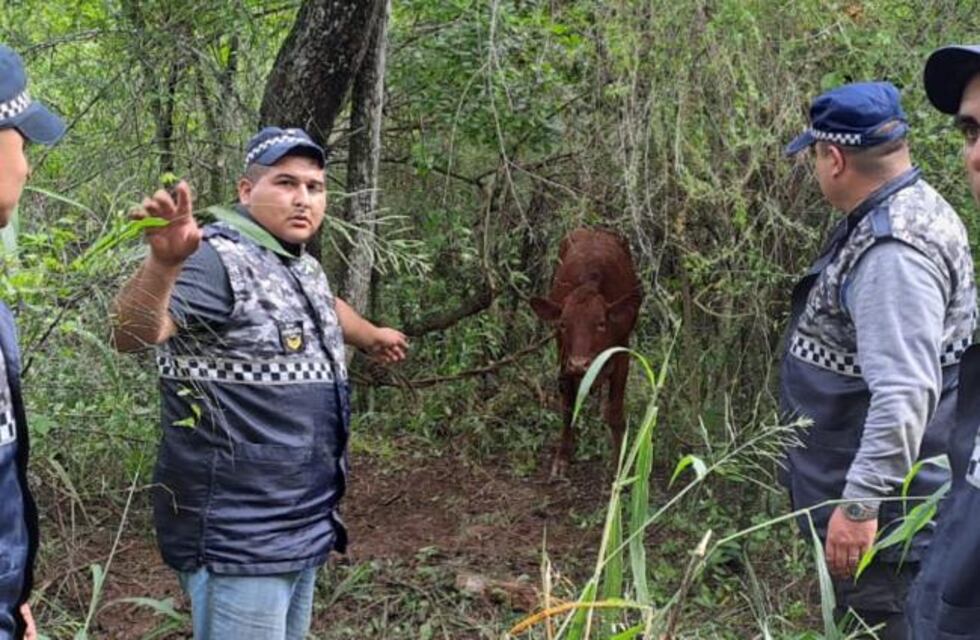 Abigeato: Recuperan cinco vacunos valuados en $2.500.000