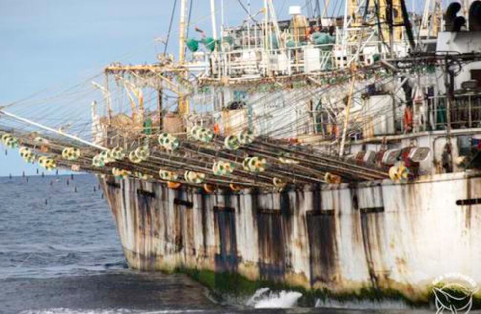 Se suspende la captura de calamares temporalmente para China en el mar atlántico