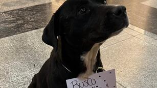 La perrita ingresó al shopping para refugiarse de la lluvia.