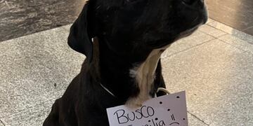 La perrita ingresó al shopping para refugiarse de la lluvia.