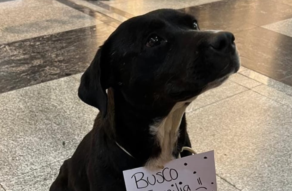 Córdoba: entró a un shopping a refugiarse y los comerciantes tomaron una tierna decisión