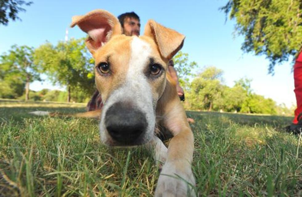 Corazón de Trapo de Arroyito lanza una campaña de socios