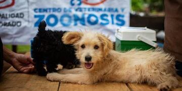 Nuevo operativo de zoonosis en Eldorado.