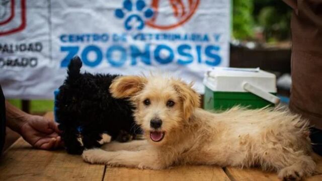 Nuevo operativo de zoonosis en Eldorado.