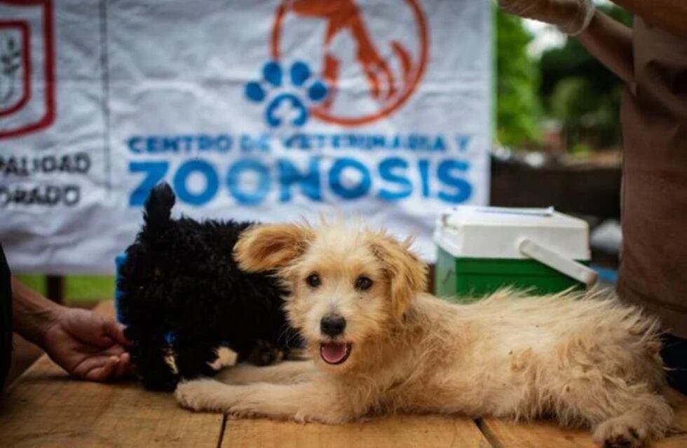 Nuevo operativo de zoonosis en Eldorado