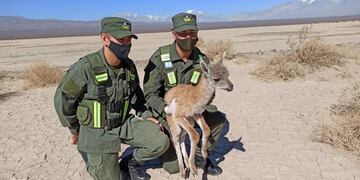 La pequeña cría de guanaco se encontraba en estado de desorientación, deshidratación y desnutrición cuando fue rescatada.