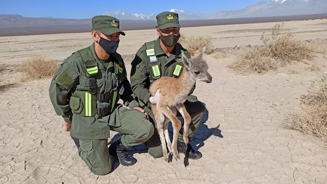 La pequeña cría de guanaco se encontraba en estado de desorientación, deshidratación y desnutrición cuando fue rescatada.