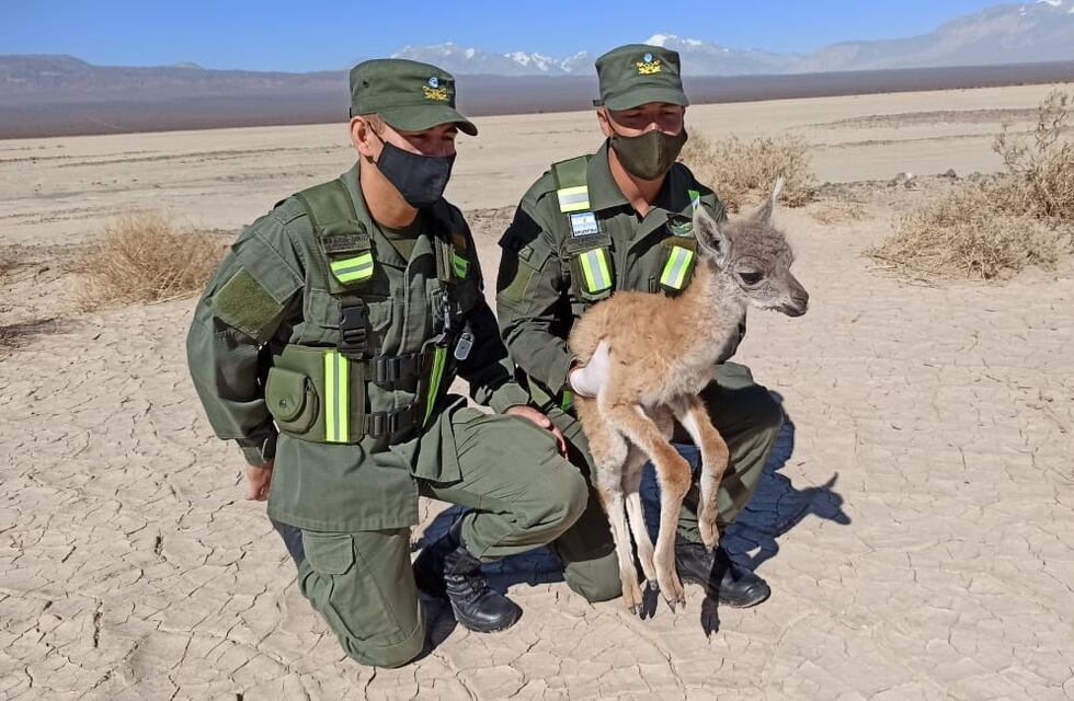 El emocionante rescate de una cría de guanaco desnutrida en medio de la Pampa del Leoncito