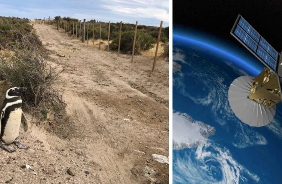 Masacre de pingüinos: un satélite de la NASA investigará si se produjo un ecocidio en Chubut