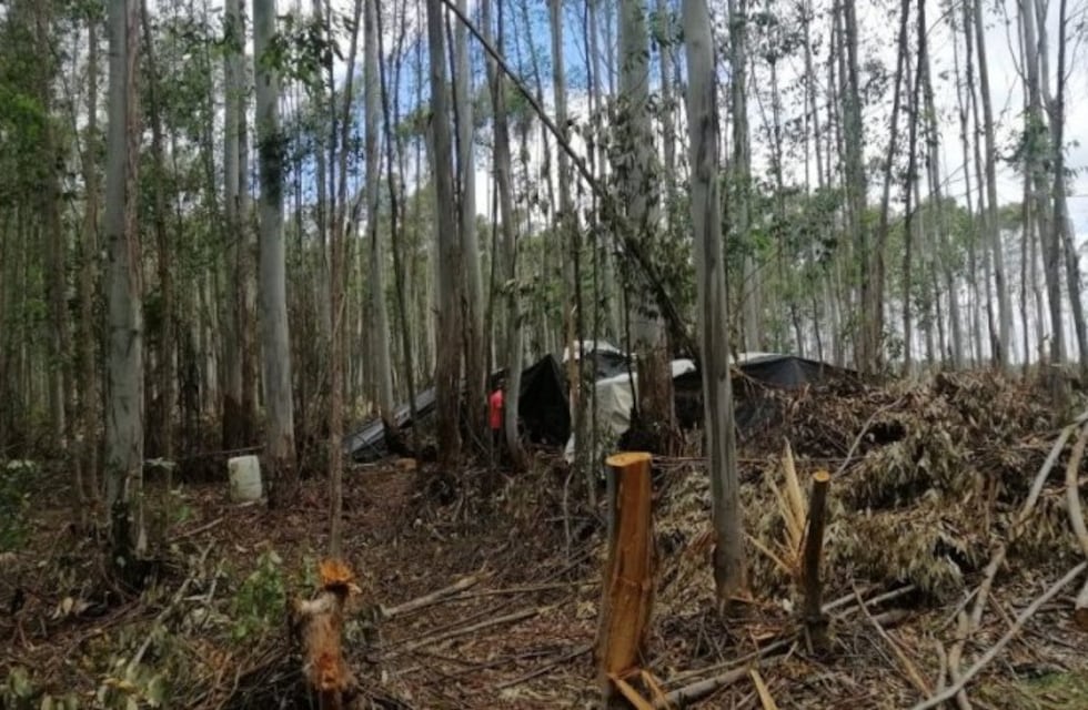 Explotación laboral: ocho trabajadores misioneros fueron rescatados de una cosecha forestal en Concordia